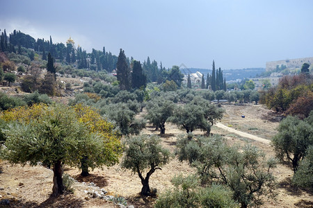 东耶路撒冷附近斜坡上的橄榄树高清图片