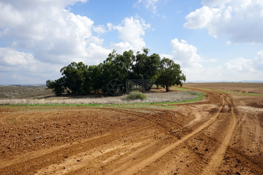 以色列农村的Eualiptus林和农田图片