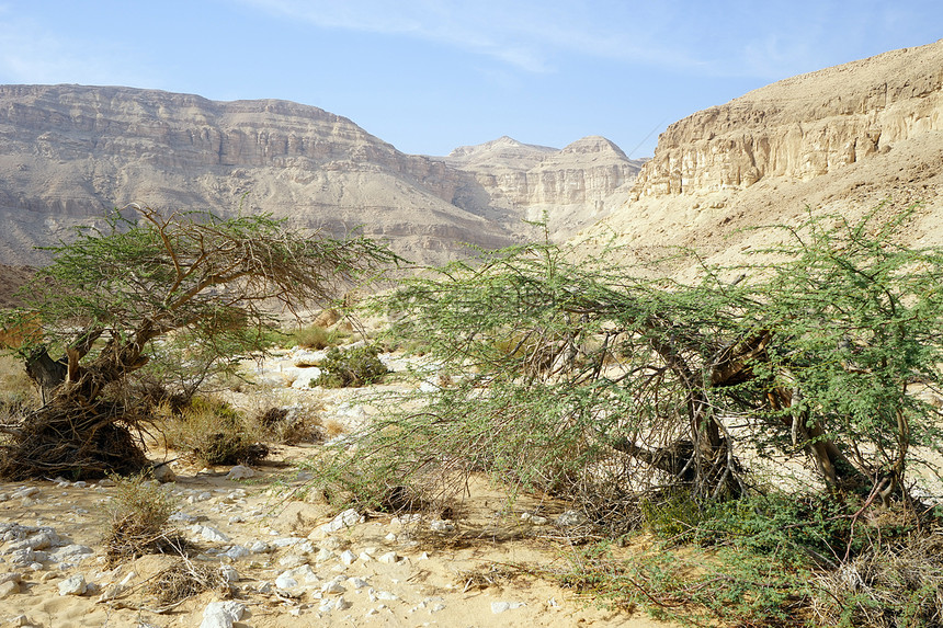 以色列MakhteshKatan火山口的金合欢树图片