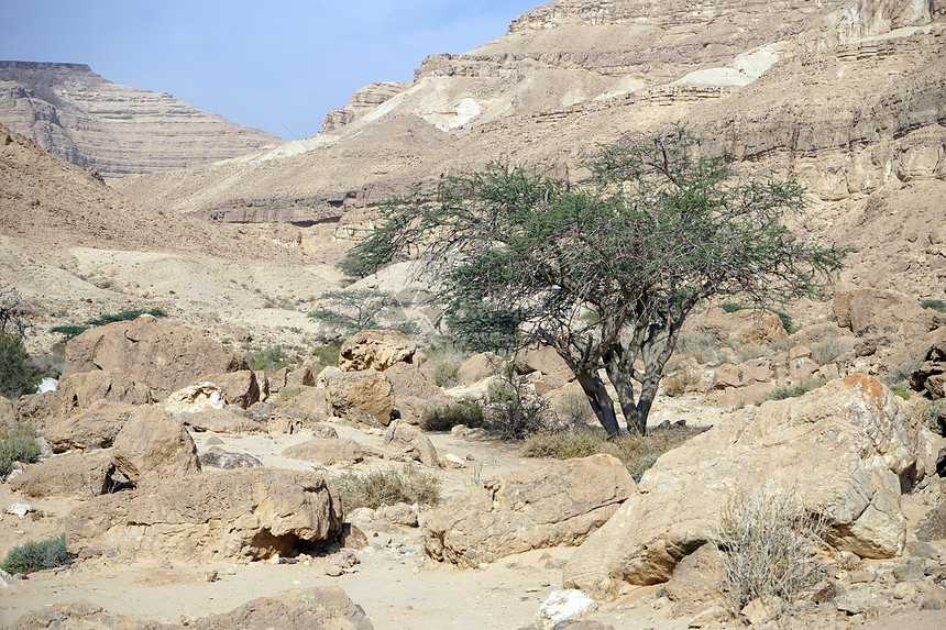 以色列内盖夫沙漠MakhteshLatan坑中的绿acacia树图片