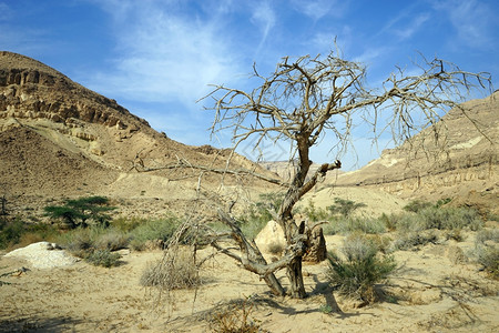 以色列内盖夫沙漠的MakhteshKatan坑中的干树图片