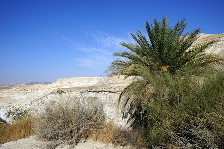 以色列沙漠绿洲棕榈树图片