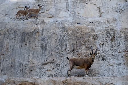 以色列岩石面的Ibex和羚羊图片