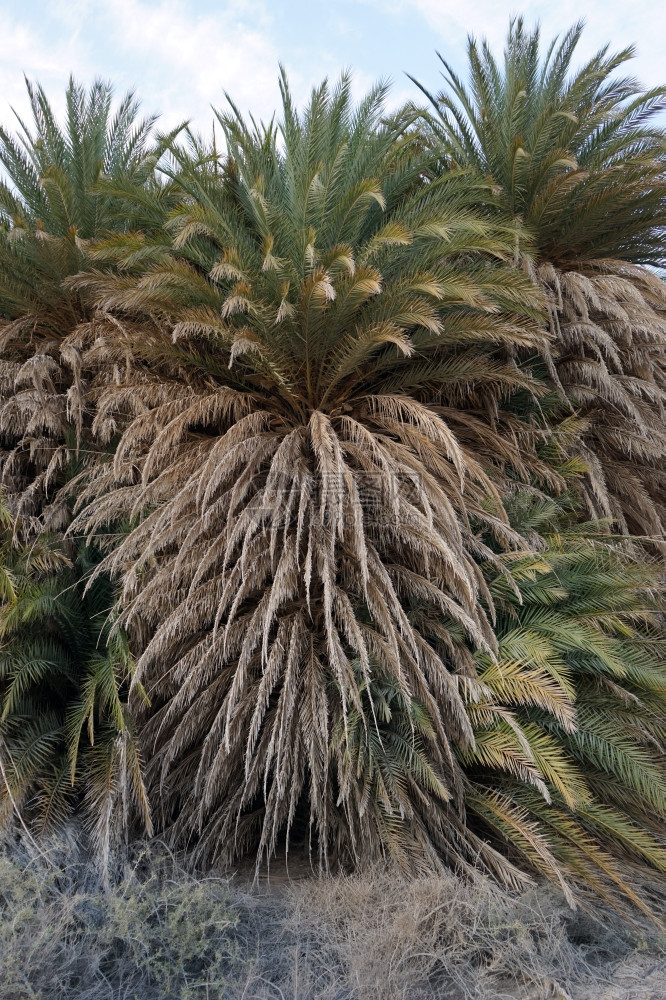 以色列沙漠绿洲的大棕榈树图片