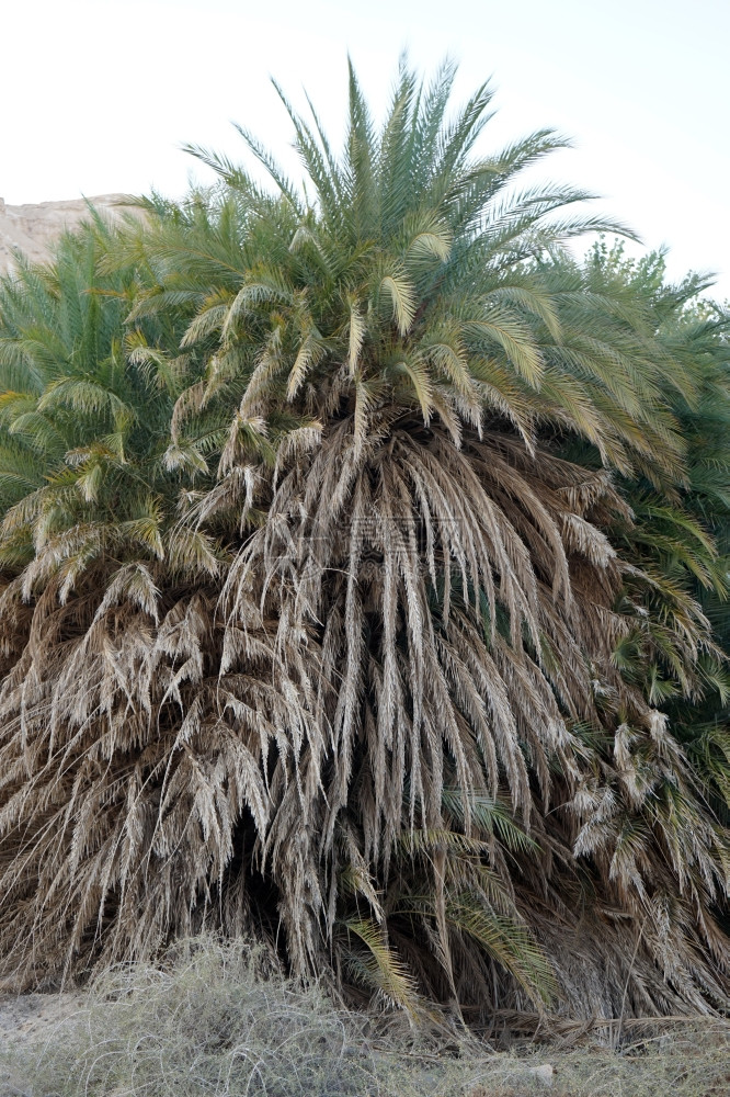 伊斯赖德沙漠绿洲的大棕榈树图片