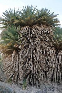 以色列内盖夫沙漠绿洲棕榈树图片