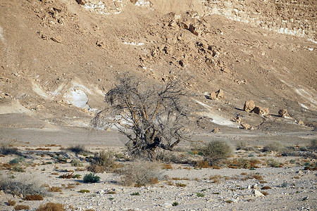 以色列内盖夫沙漠中的阿卡西亚树图片