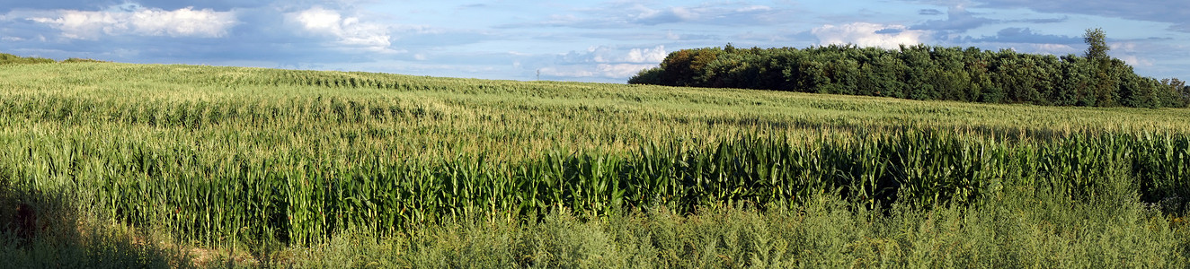 法国绿色玉米田全景背景图片