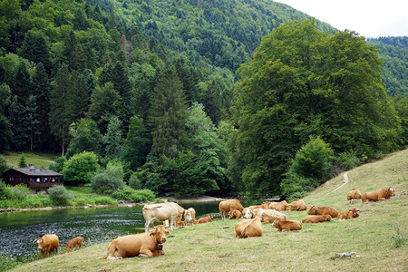瑞士河岸的牛群图片