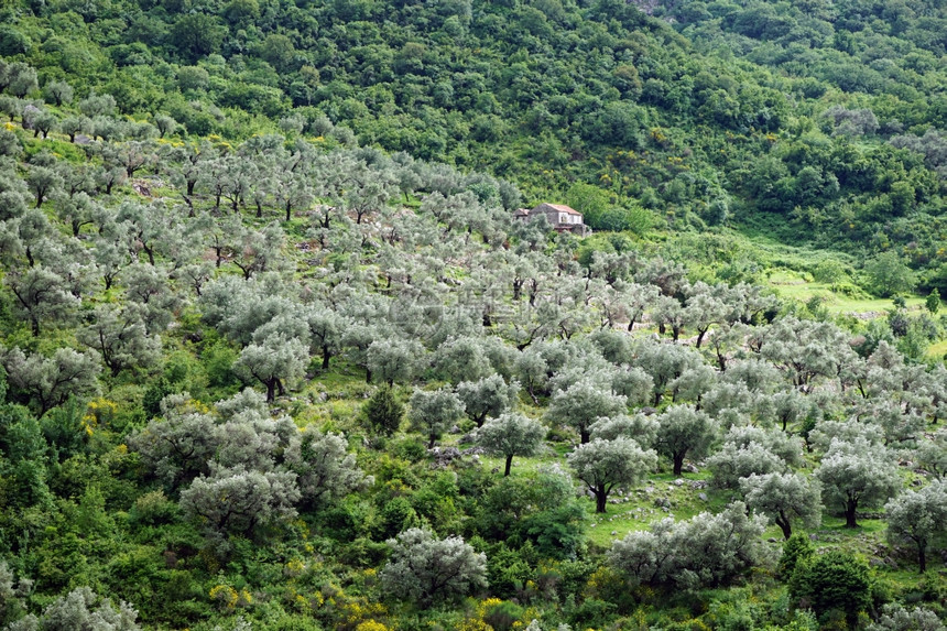 黑山旧律师协会附近山坡上的橄榄树林图片