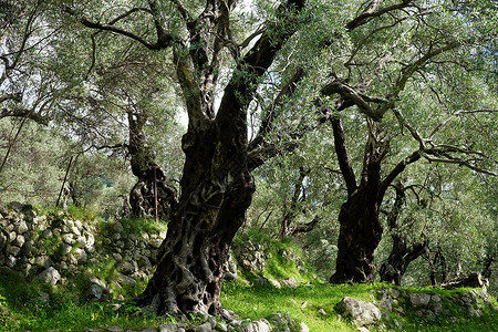 黑山旧律师协会橄榄树林中的旧图片