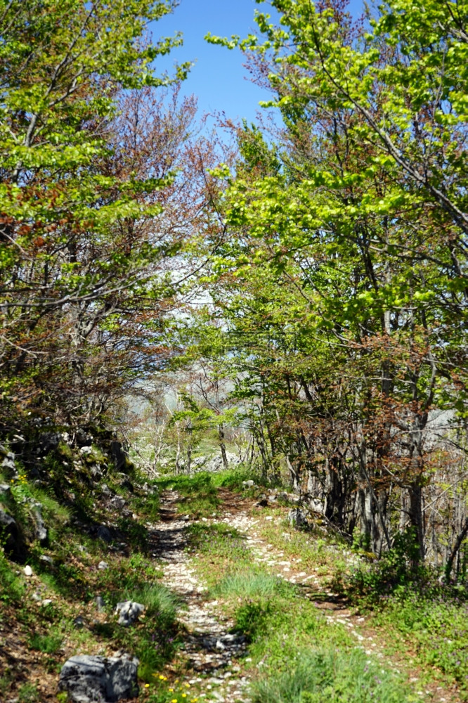 黑山Lovcen公园森林中的污泥路图片