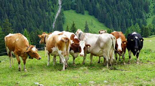 山谷绿草地上的牛群高清图片
