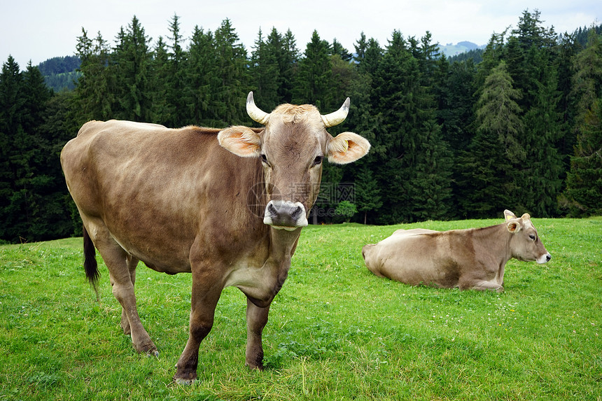 山区牧场上两头奶牛图片