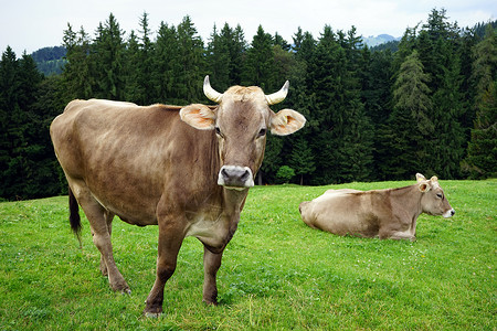 山区牧场上两头奶牛图片