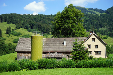 在瑞士山附近的农场上赶牛图片