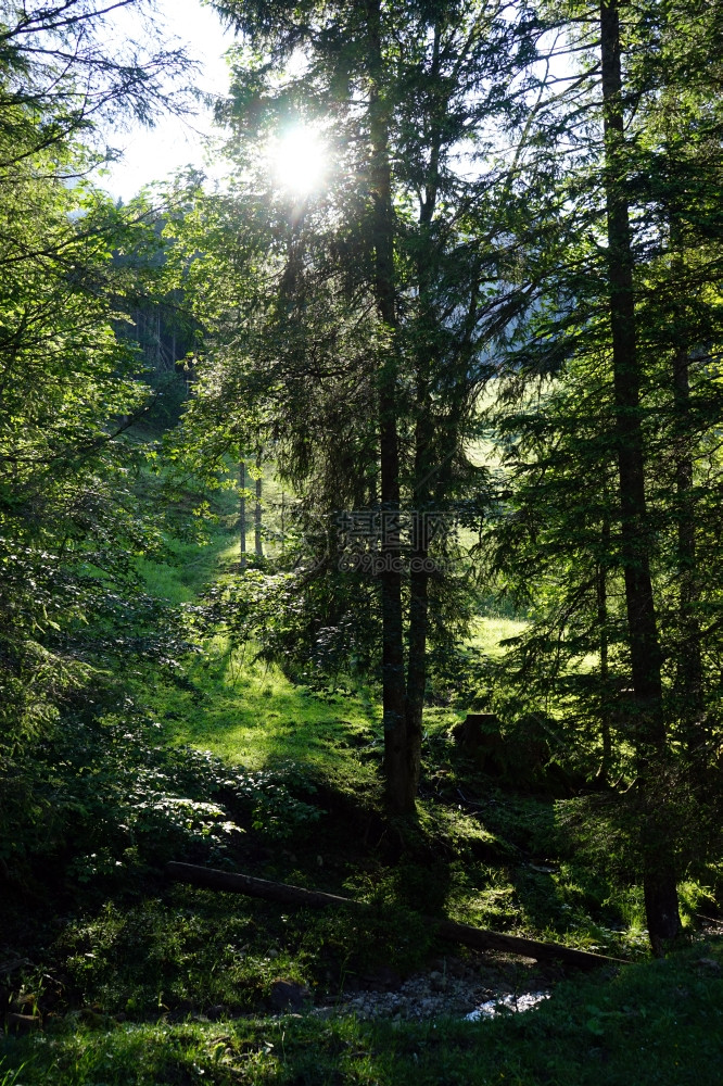 瑞士山区森林中的阳光和河流图片