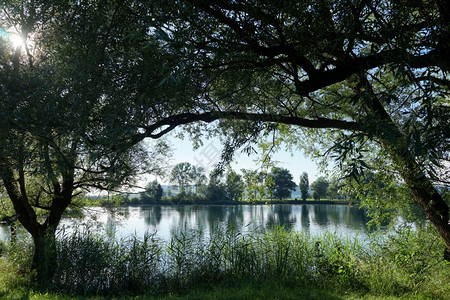 瑞士湖附近的阳光和树木图片
