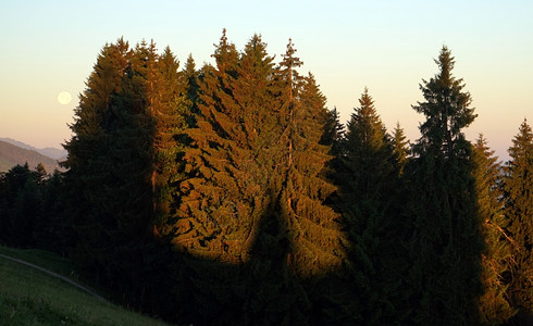 瑞士的阳光森林和月亮图片