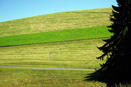瑞士山丘上的绿草图片
