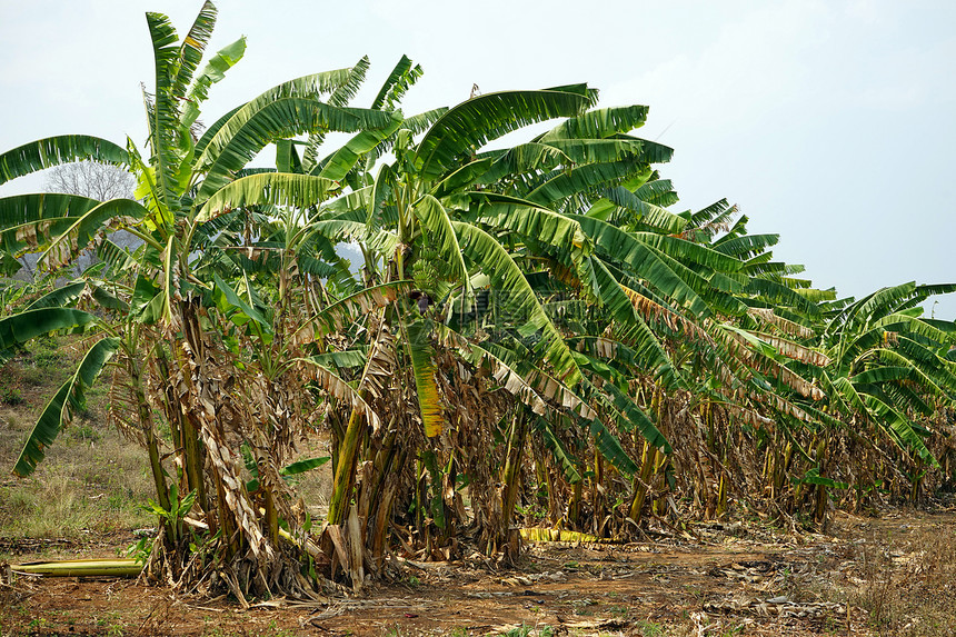 农田附近的香蕉树图片