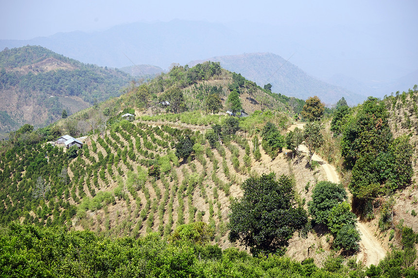 缅甸山区茶叶种植园图片