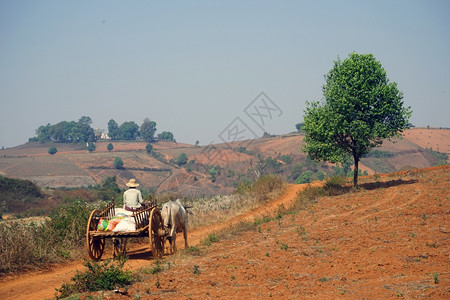 缅甸田野牛拉着一辆马车图片