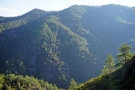 塞浦路斯Troodos山森林背景图片