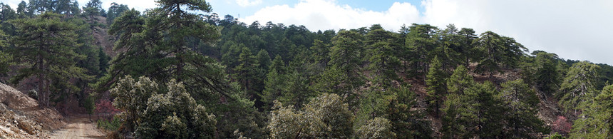 塞浦路斯Troodos山森林全景图片