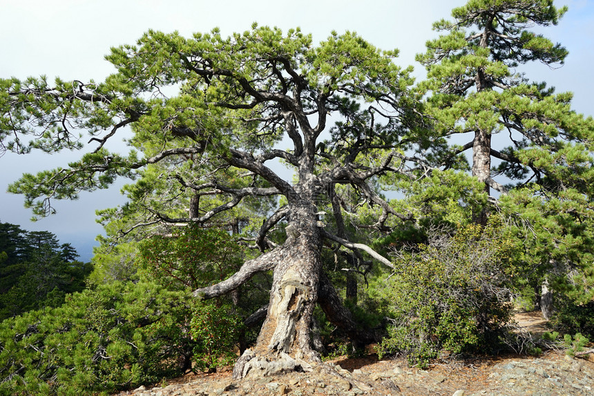 塞浦路斯Troodos山松树图片