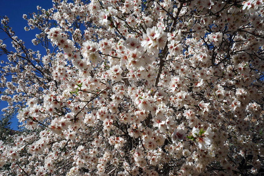 鲜花杏树图片