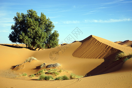 摩洛哥Merzuga村附近撒哈拉Deseert的树图片