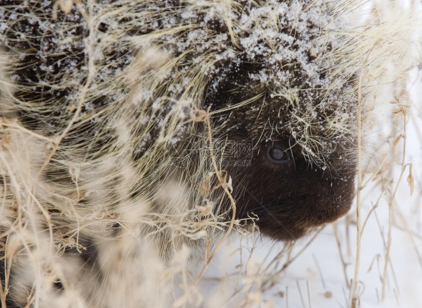 温冬季萨斯喀彻省加拿大雪和寒冷的豪猪图片