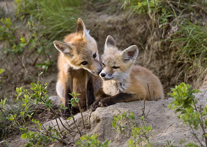 玩沙雕狐狸玩加拿大萨斯喀彻温背景