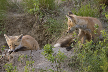 玩沙雕的狐狸玩加拿大萨斯喀彻温背景