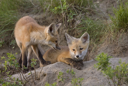 玩沙雕的狐狸玩加拿大萨斯喀彻温背景