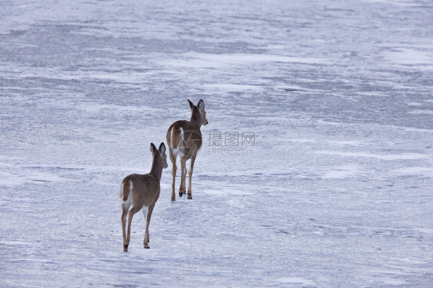 加拿大艾伯塔省在冰上行走的鹿图片