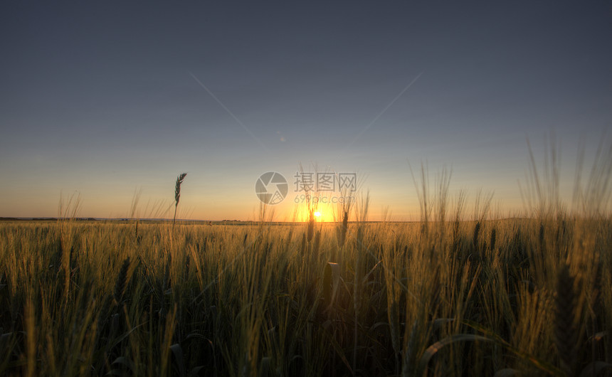 Pariree草原作物日落萨斯喀彻温加拿大小麦图片