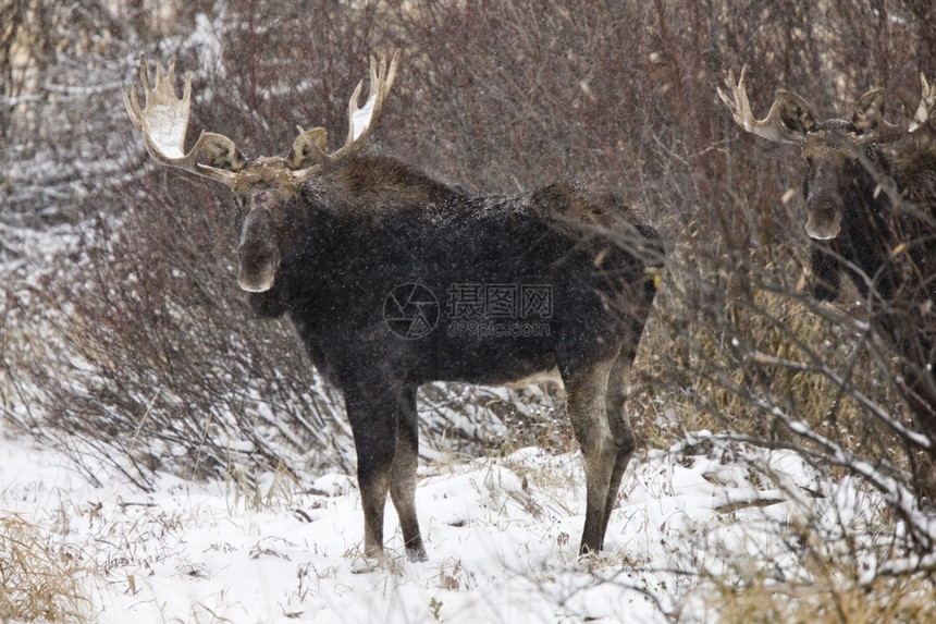 加拿大温特萨斯喀彻的牛鹿关闭加拿大图片