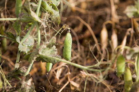 加拿大萨斯喀彻温大草原农场里的豌豆收获图片
