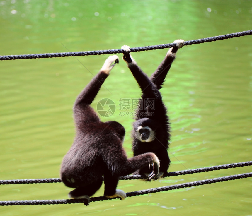 白手长臂猿长臂猿爬在绳子上图片