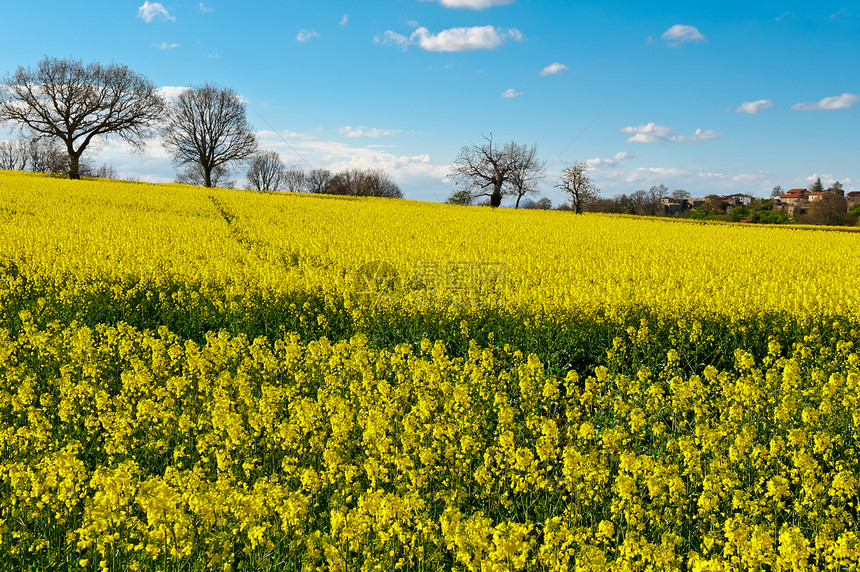 托斯卡纳山坡草地上的黄色卢塞恩图片
