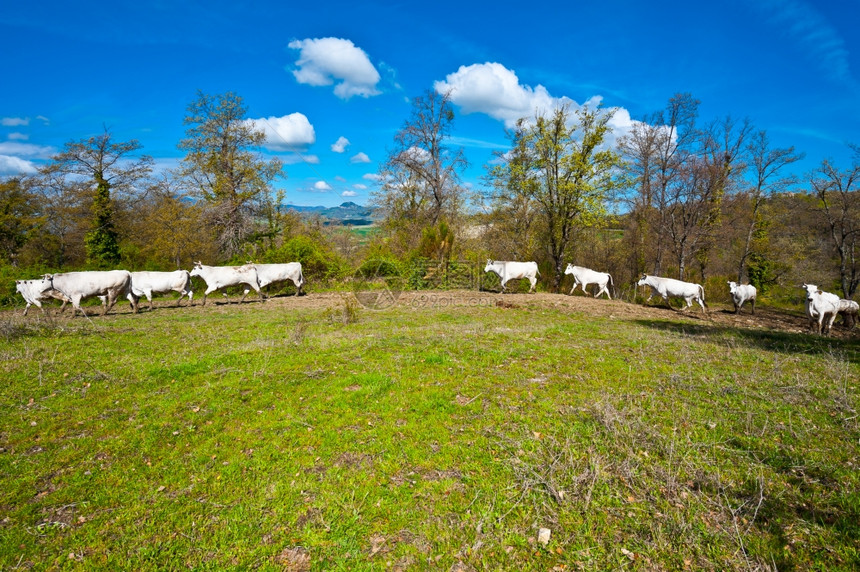 在意大利阿尔卑斯山草地上运行的牛和公图片