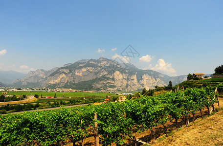 意大利阿尔卑斯山脚下的藤园和农场房屋图片