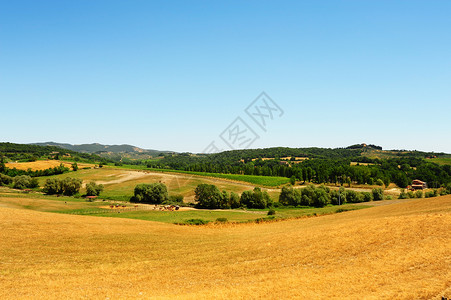 意大利Meadow草地上无缝马匹的貌景观图片