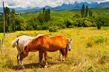 在法国阿尔卑斯山上放牧的马匹图片