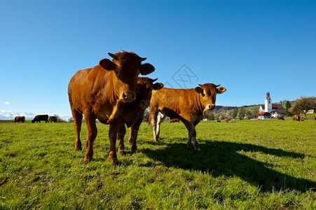 瑞士绿草牧牛背景图片