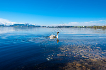 瑞士苏格湖白天鹅图片