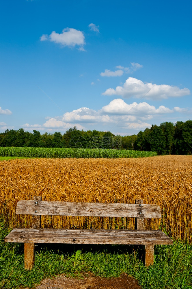 打击德国巴伐利亚小麦和玉米田背景的木座图片