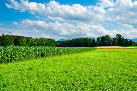 德国巴伐利亚小麦和玉米田图片